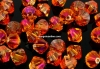 Swarovski, bicone bead, astral pink, 3mm - x20