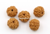 Margele rudraksha, naturale, rotund, 11-12mm - x30